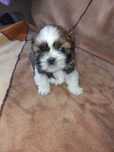 Oddam szczeniaki shihtzu