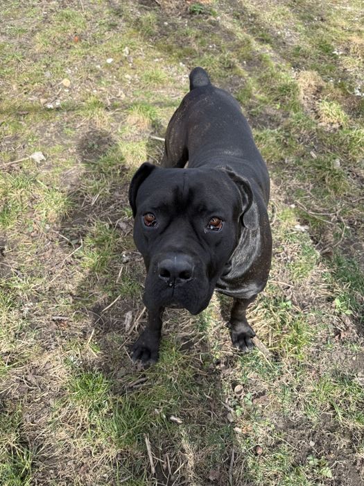 Пес породи Кане корсу самець вʼязка