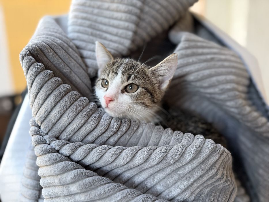 Kociątko Stokrotka szuka domu!