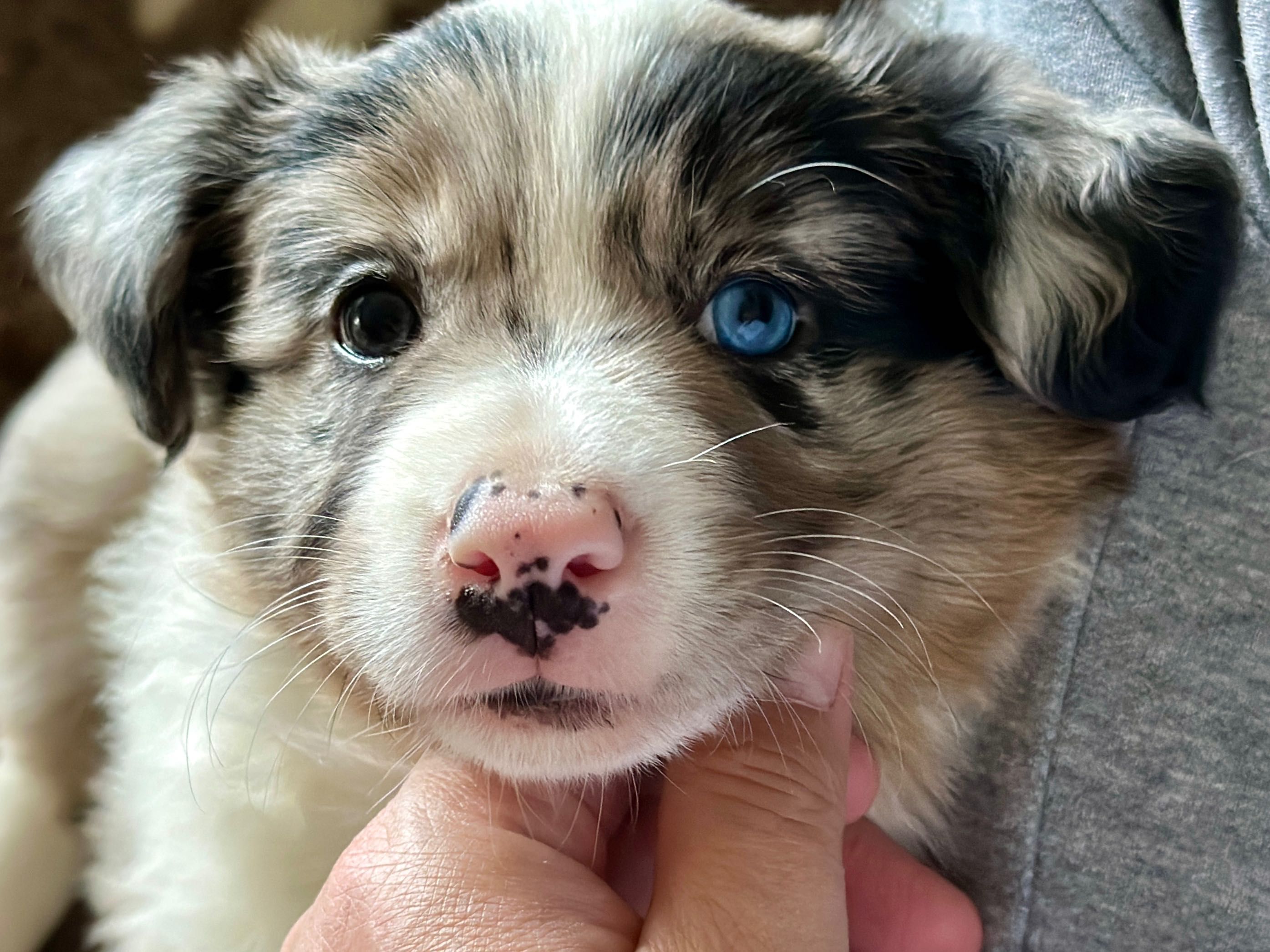 Border Collie FCI / ZKwP