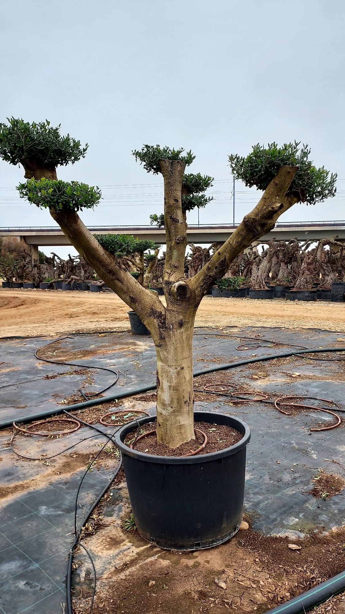 Oliveiras / bonsai