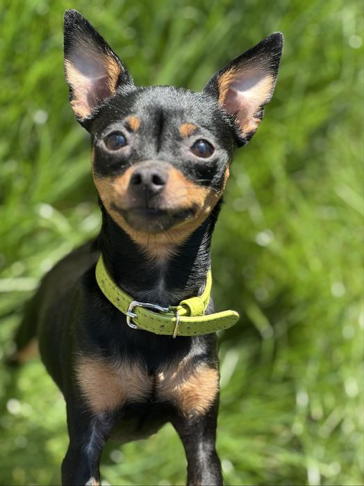 Кінолог/ Дресирування собак з виїздом Київ/київська область