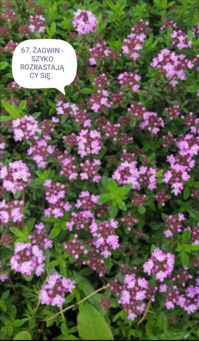 Kwiaty wieloletnie ogrodowe