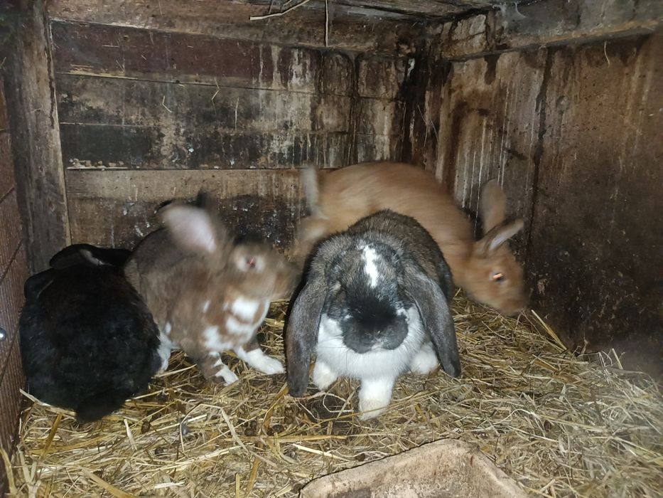 Młode króliki z 2025r