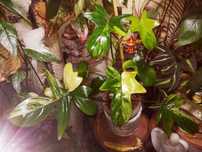 Philodendron Pedatum Variegata kwiat filodendron UNIKAT Monstera