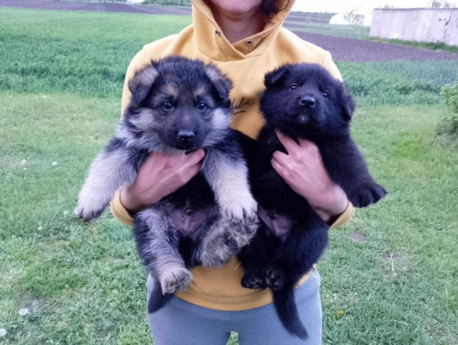 Продам цуценят німецької вівчарки