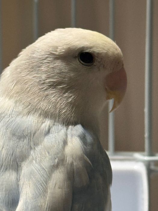 Agapornis roseicollis