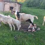 Продам барана.Або обмін на кордючне ягня