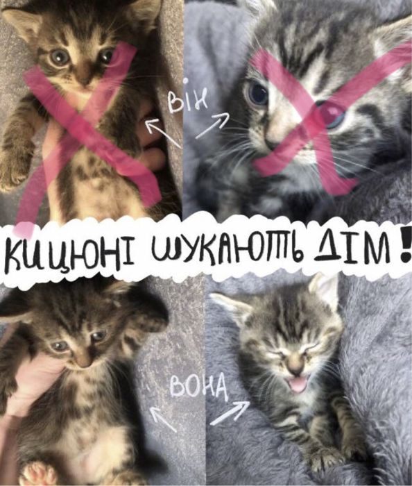 Безкоштовно віддаємо кошенят!!