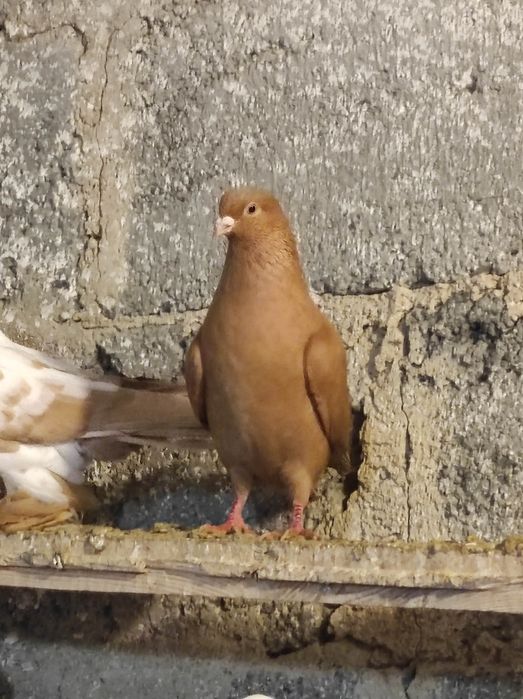 Winerki/murzyny/tiplery/łyski/budapeszty świetne na mamki