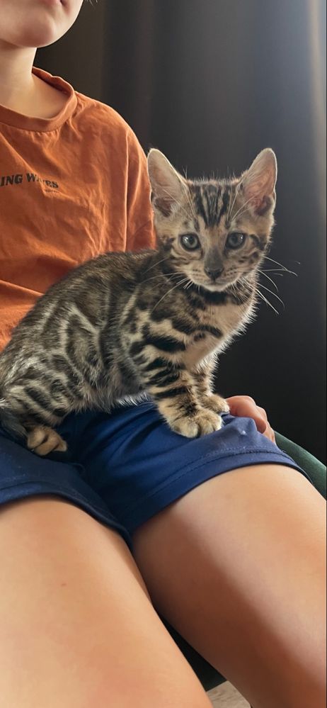 Bengal Kocurek Bengalski