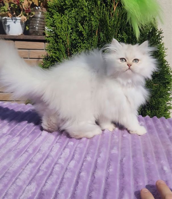 Хлопчик Британський довгошерстний