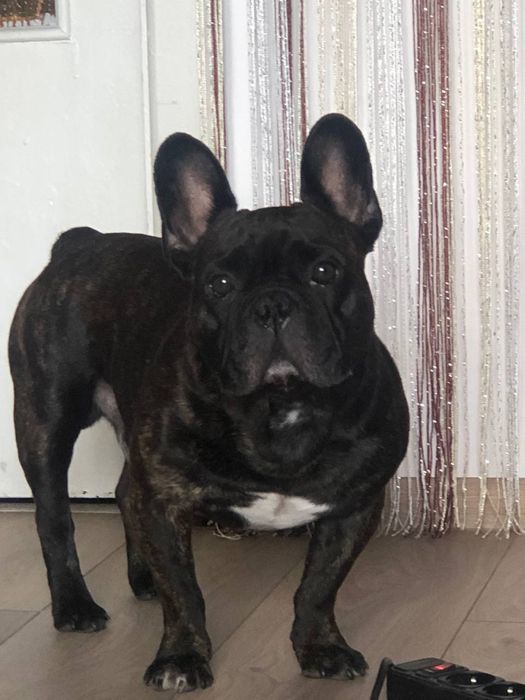 Вязка француский бульдог