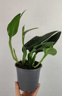 Filodendron Philodendron Cobra 25 cm