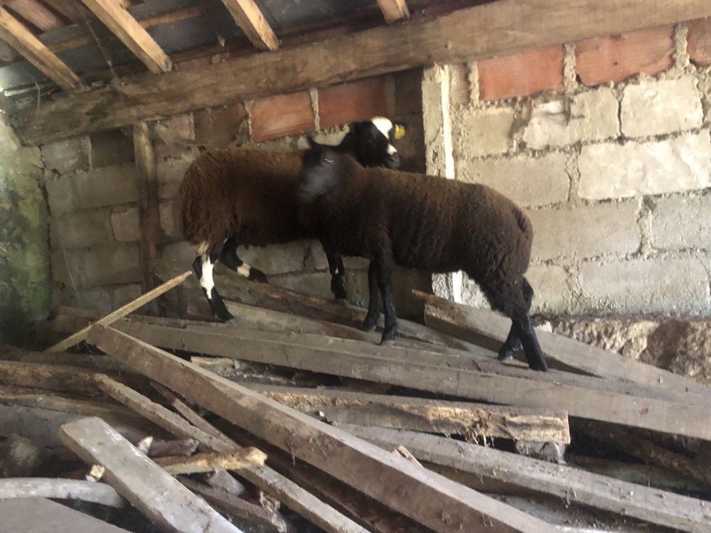 Vendo casal de borregos malhados holandes x texel blue.