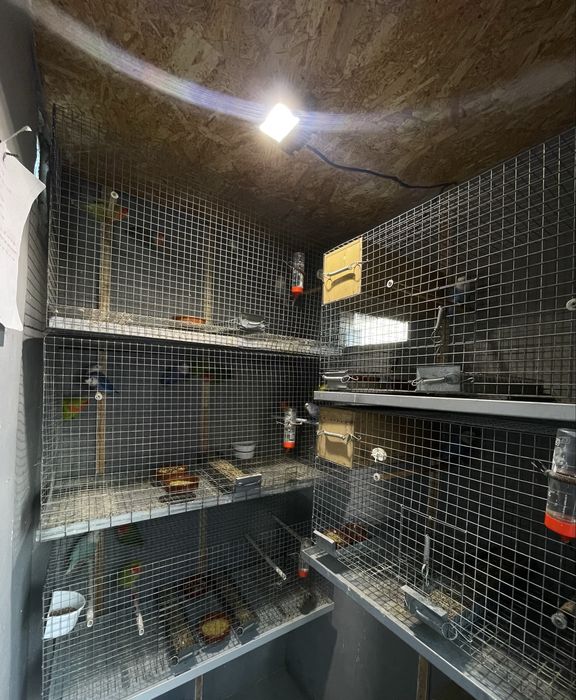 FIM DE HOBBY Colónia de agapornis e todo o material