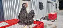 Kury NIOSKI ! Dominant Rossa Messa Leghorn Sussex ! Dowóz Zapraszam !!