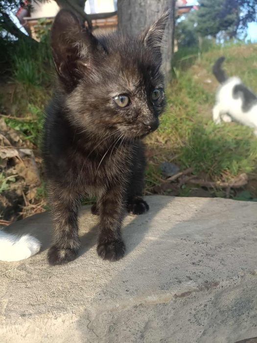 Oddam kotkę do dobrego domu