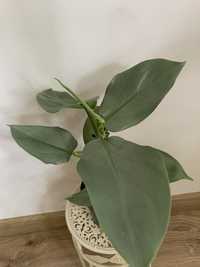 Filodendron philodendron 'SILVER QUEEN'  L, wysokość około 40 cm