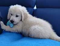 Golden Retriever piesek ZkwP FCI