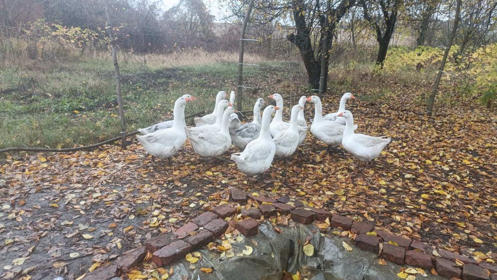 Продам гусей домашніх