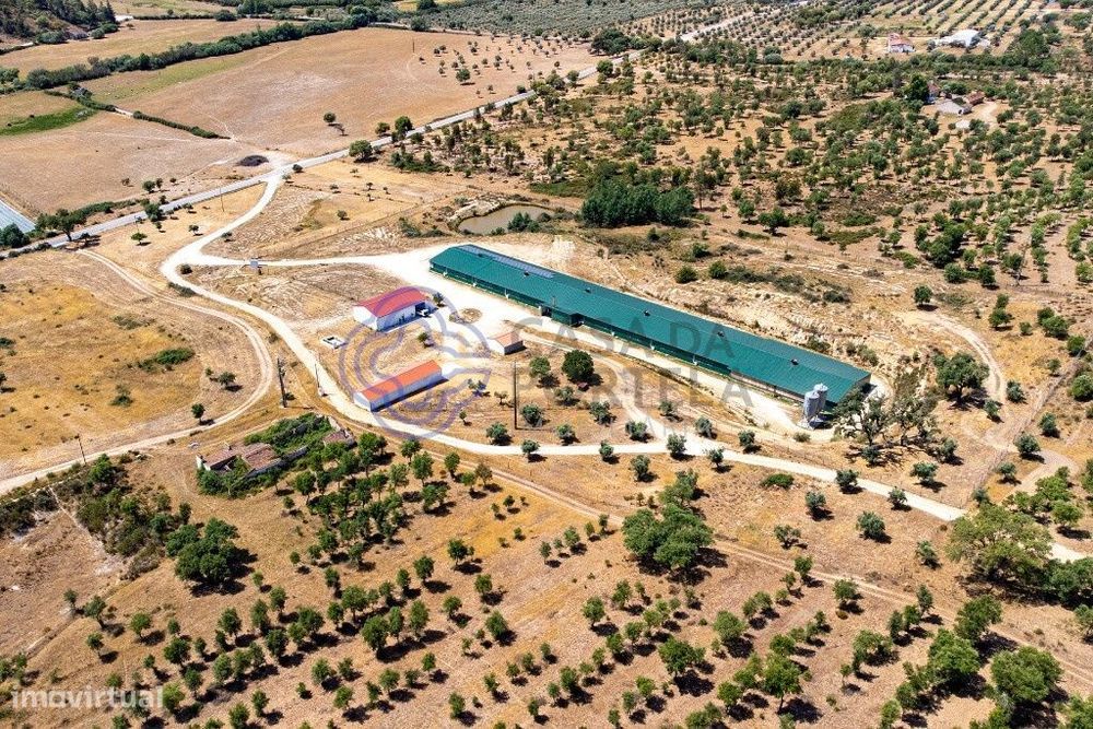 Quinta T3 com 17 ha e aviário com alta rentabilidade em Abrantes