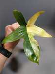 Philodendron Pedatum Variegata