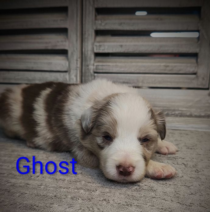 Border collie piesek red merle przebadani rodzice