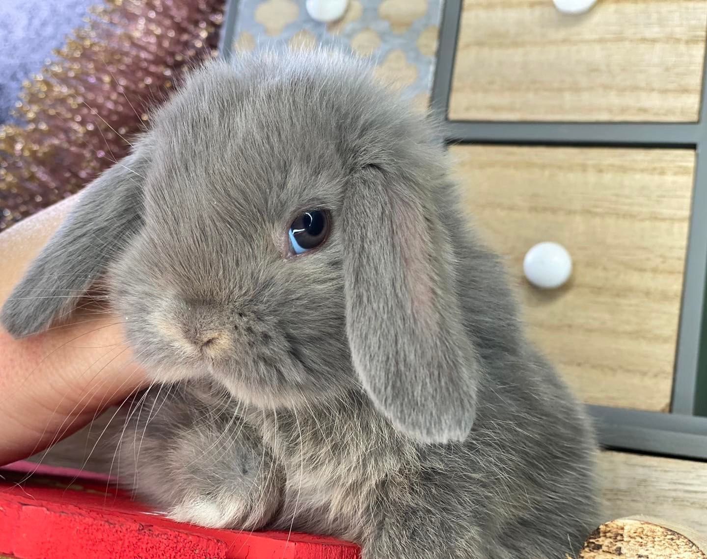 Mini lop z odbiorem na 20.12 króliczki mini lopy dowóz