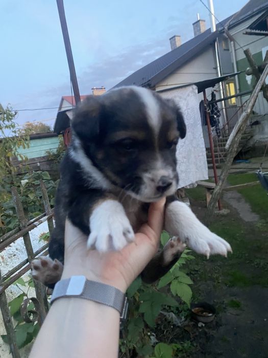 Віддам песиків в добрі руки,безкоштовно.