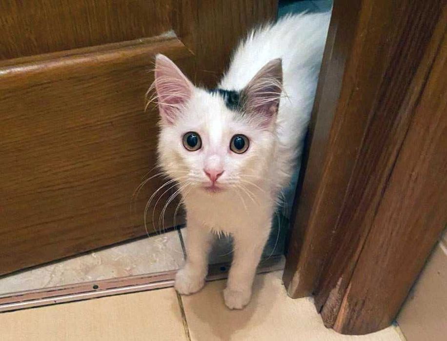 Чарівна  Хлоя шукає дім і люблячу родину! Кішка, кошеня 5 місяців