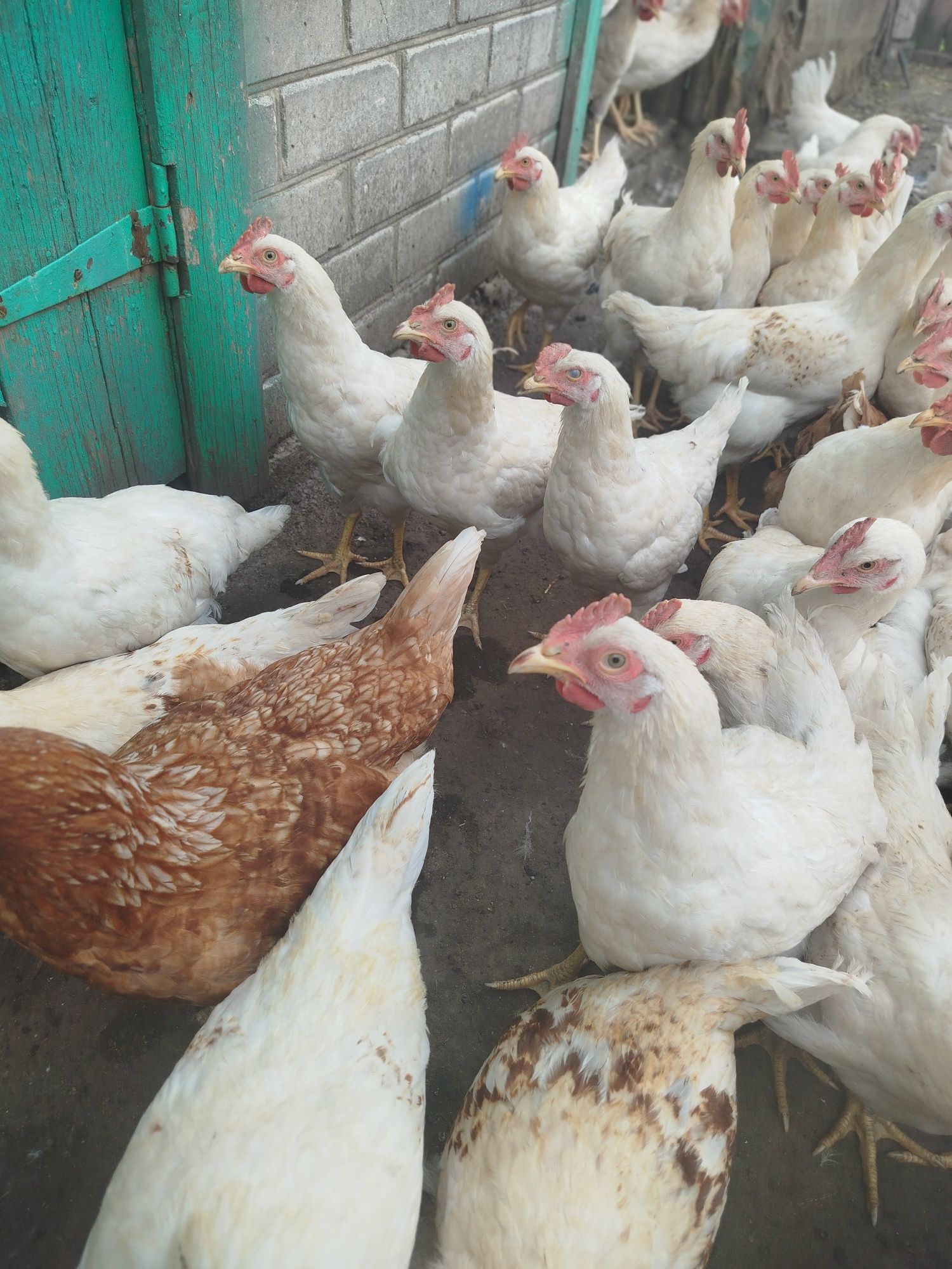 Продам  півників