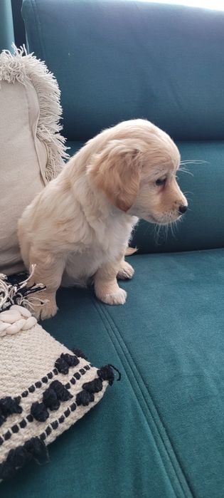 Szczeniak cocker spaniel z mieszańcem