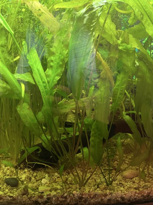 Акваріумні рослини