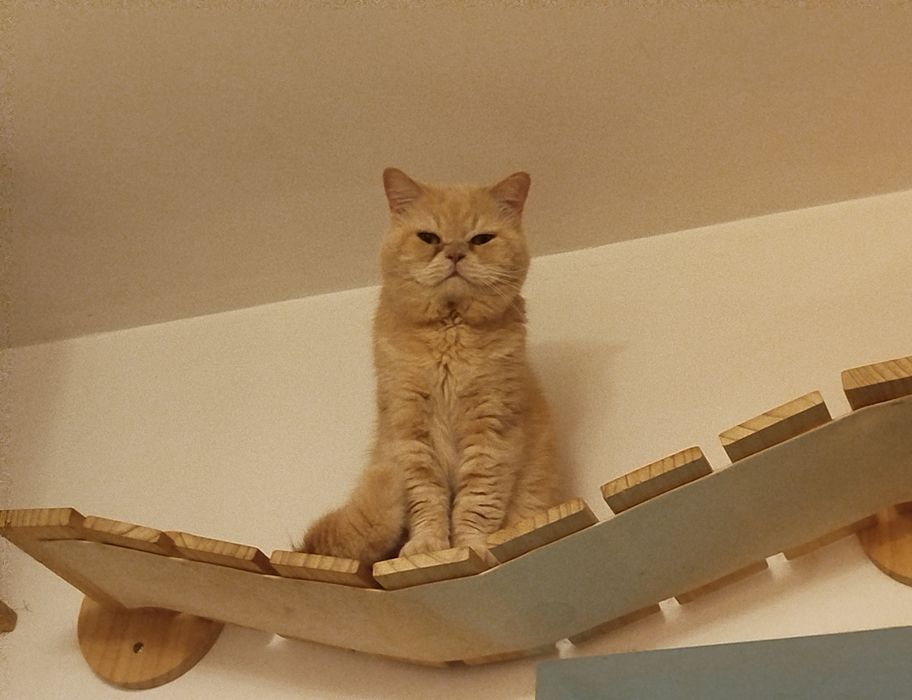 Kotka brytyjska niebieska