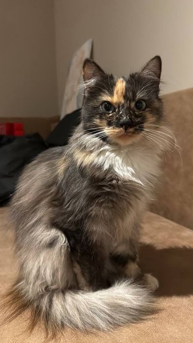 Віддам кішку в добрі руки