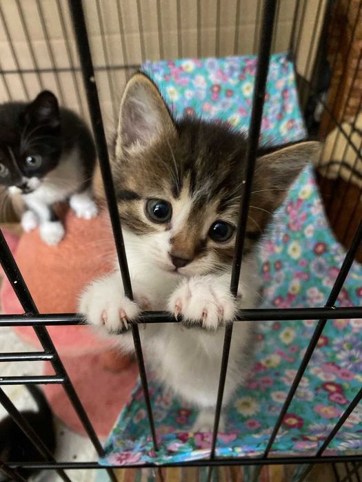 Котята безкошковно