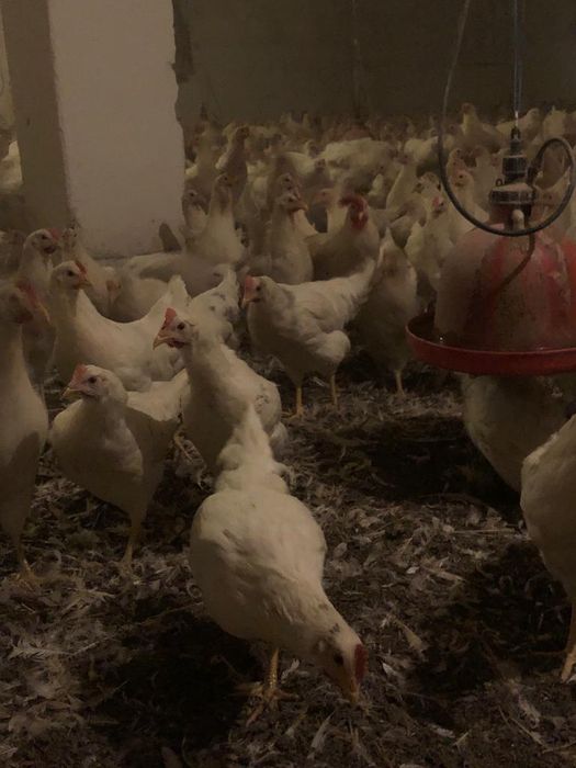 Nioski Lohmann Sandy! Super Nioski 20 tygodni! Wysylka!