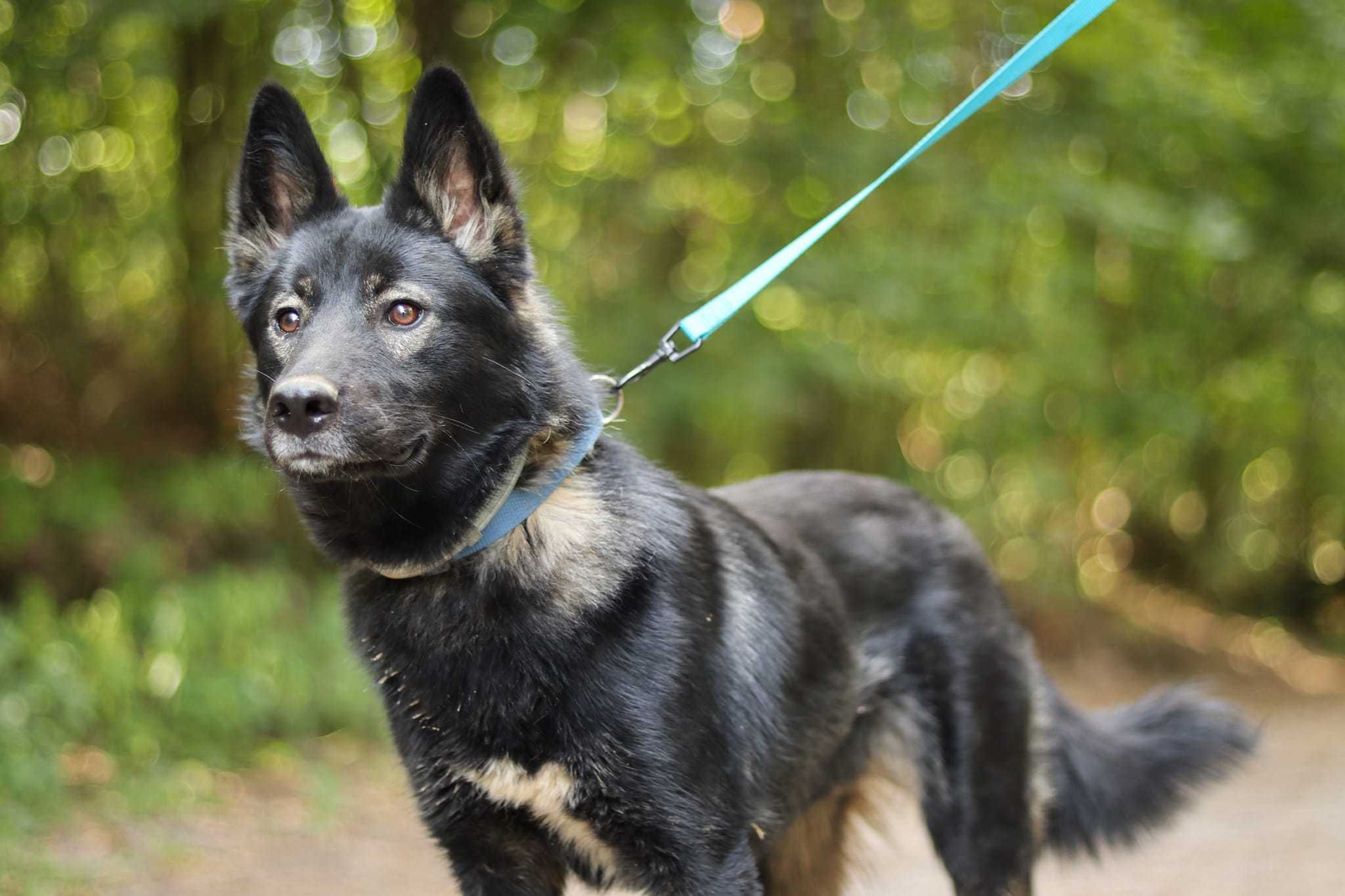 Piękny, energiczny Halk w typie husky szuka domu