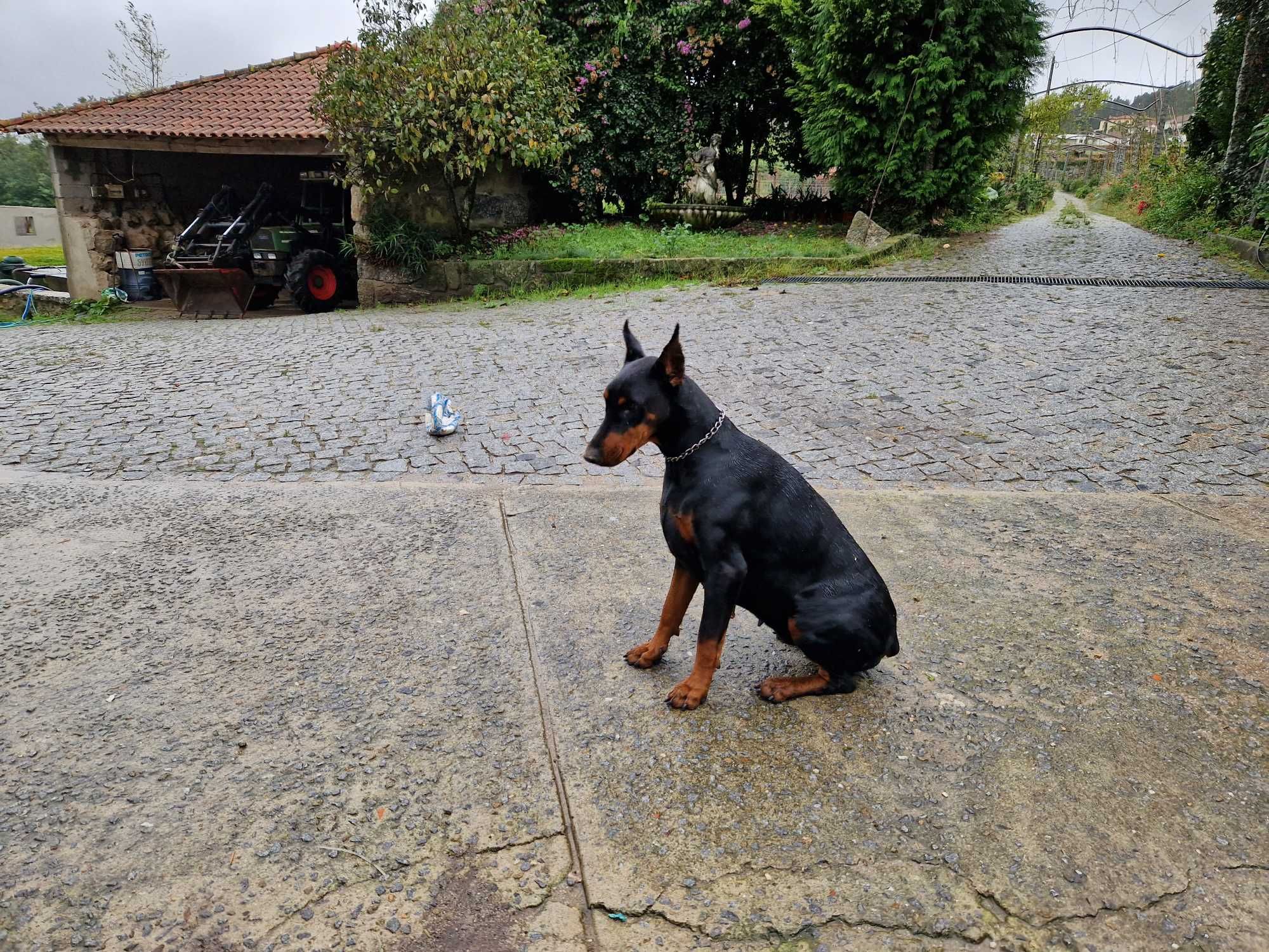 Dobermann descendente de campeões do mundo