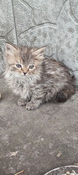 Котята в хорошие руки