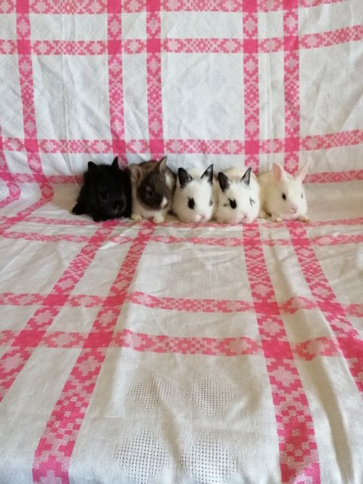 Króliczki karzełki, króliczki miniaturki