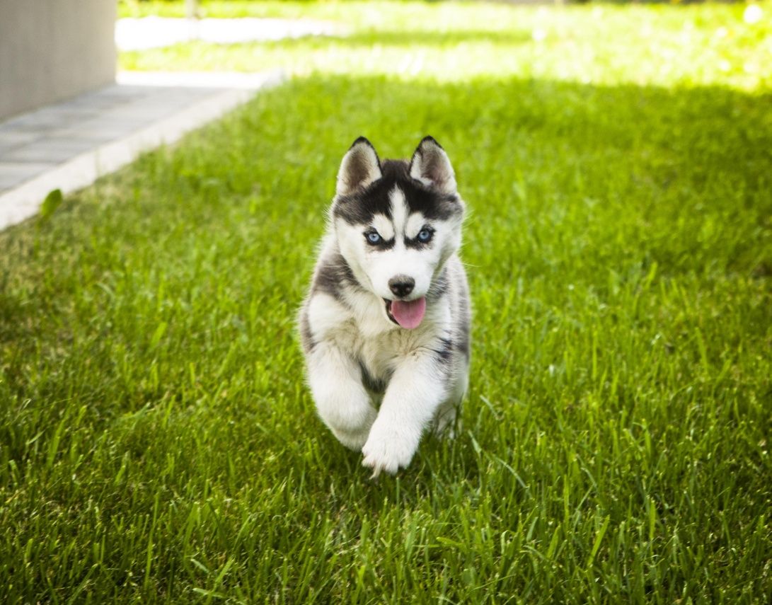 Syberian husky suczka