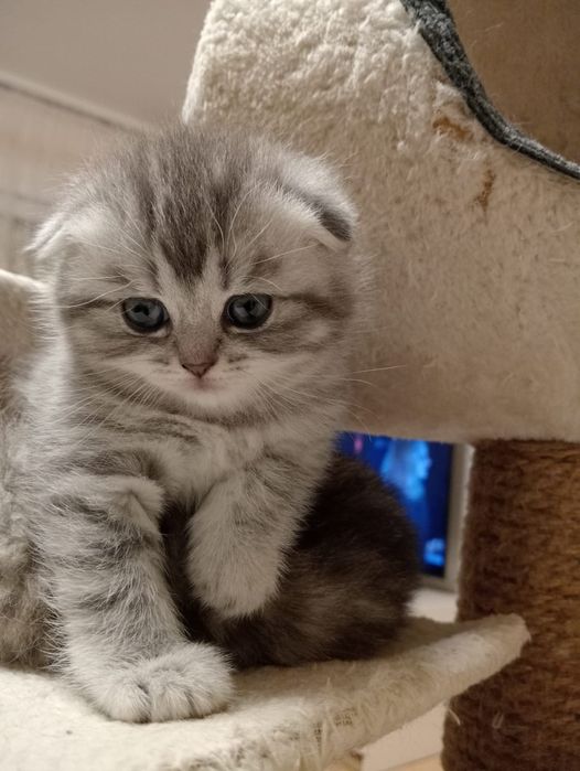 Gatinha Scottish Fold