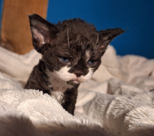 Kocurek devon rex