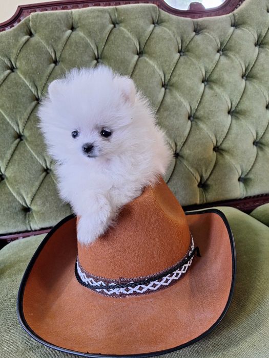 SPITZ  (lulu de pomerania)  MINI