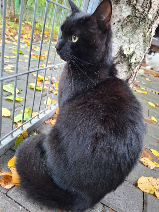 Dragon z częstochowskiego schroniska - piękny, dumny, bezdomny