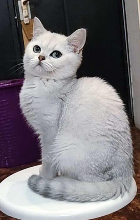 Мальчик серебристый шиншилла