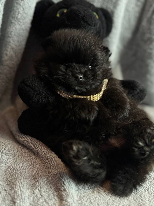 Чорні та кремові цуценята шпіц