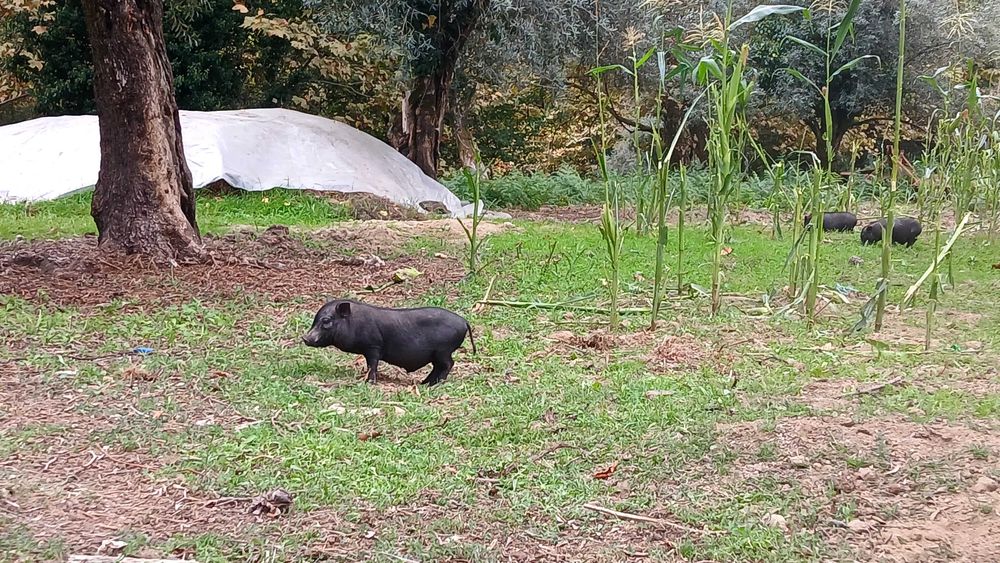 Porcos Bizarro cruzado Duroc e Porcos anões